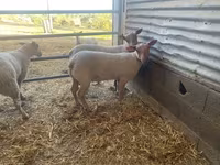 Baran, Charollais sheep — zdjęcie 2