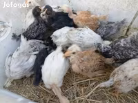 Ducks — الصورة 7