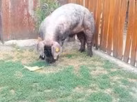 公猪 — 照片 1
