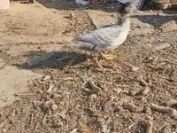 Ducks — photo 3