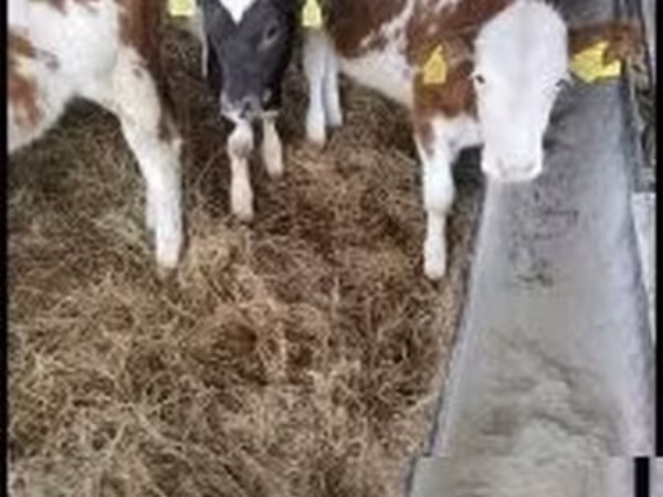 Сиыр, Simmental cattle — Венгрия