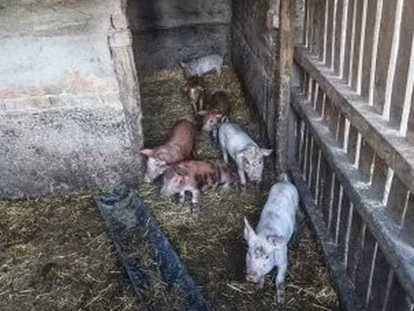 Prasata (šarže, pohlaví neuvedeno), Prasata — Maďarsko