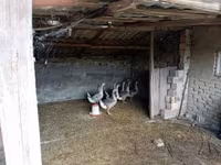 Geese — zdjęcie 2