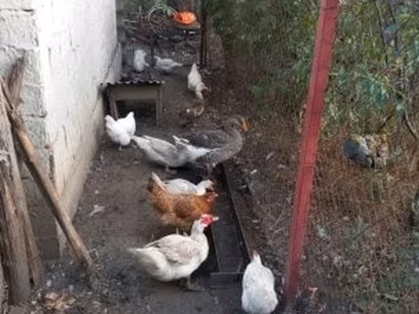 Ducks — Magyarország