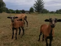 母羊, Cameroon sheep — 照片 1