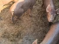 Pigs (batch, sex not specified), Pigs — photo 2