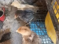 Chickens — foto 8