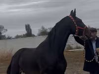 Kůň, Orlov Trotter — foto 4