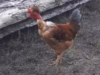 Chickens — 照片 2