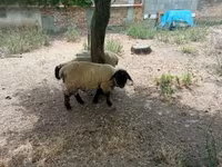 公羊, White Suffolk sheep — 照片 8