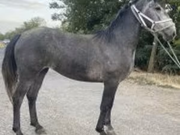 Mare, Horses
