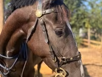 母马, Nonius horse — 照片 4