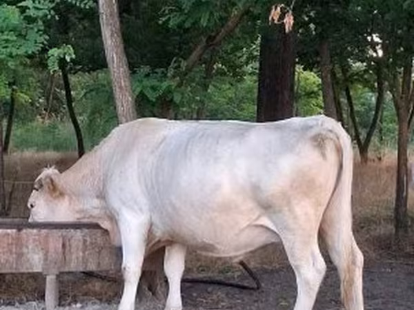 Cow, Charolais cattle