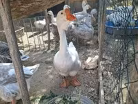 Geese — Foto 4
