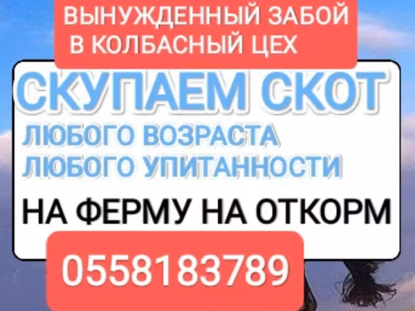 Lovak (tétel, nem megadva), Lovak