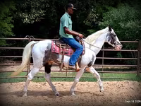 Hing, National Show Horse — 7. fotó