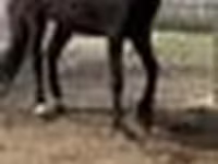 فرس, Orlov Trotter — الصورة 6