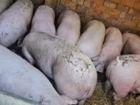 公猪, Pigs — 照片 3