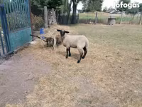 भेड़, White Suffolk sheep — फ़ोटो 4
