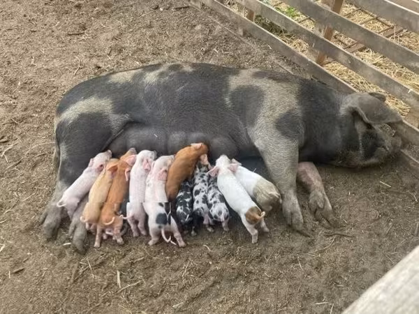 Säue, Schweine — Ungarn