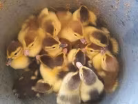 Ducks — الصورة 1