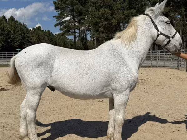 Айғыр, Mule