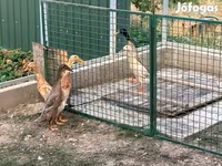 इंडियन रनर — फ़ोटो 3