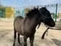 Lovak (tétel, nem megadva), Australian Pony — 7. fotó