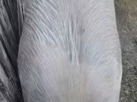Schweine (Partie, Geschlecht nicht angegeben), Schweine — Foto 2