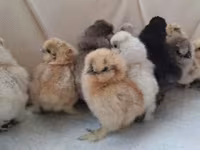 Silkie — foto 3