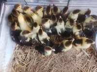 Ducks — zdjęcie 1