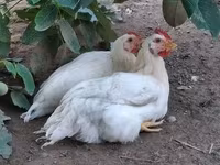 Chickens — 5-сурет