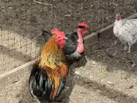 Chickens — الصورة 1