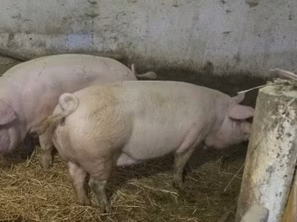 Pigs (batch, sex not specified),  — Hungary