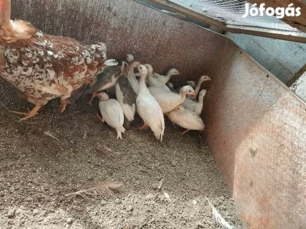 Chickens