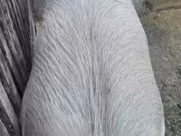 सूअर (लॉट, लिंग निर्दिष्ट नहीं), सूअर — फ़ोटो 4