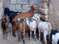 Koza, Alpine goat — zdjęcie 1