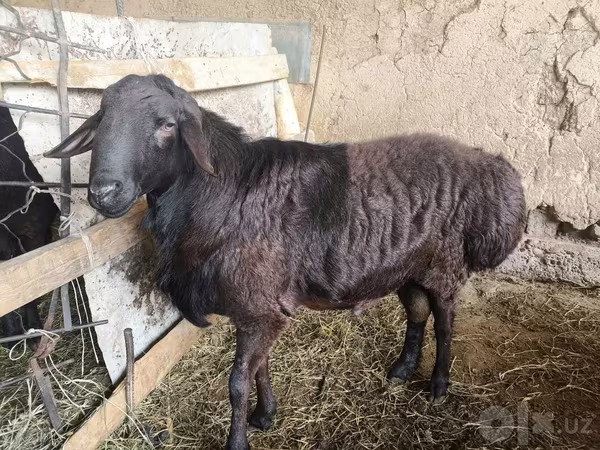 Kos, Hissar sheep
