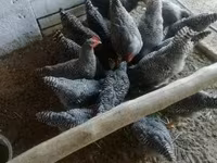 Chickens — photo 3