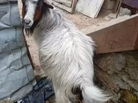 Goat, Goats — photo 1
