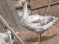 Geese — 照片 5