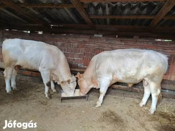 ثور, Charolais cattle