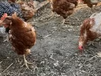 Chickens — 2. fotó