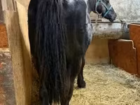 Kůň, Koně — foto 1