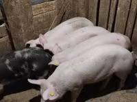 Säue, Schweine — Foto 3