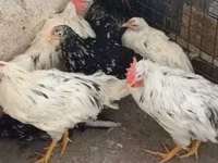 Chickens — photo 2