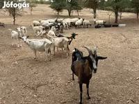 Billy Goat, Goats — photo 1