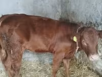 गाय, लिमोज़िन गाय — फ़ोटो 1