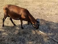Kos, Cameroon sheep — 3. fotó