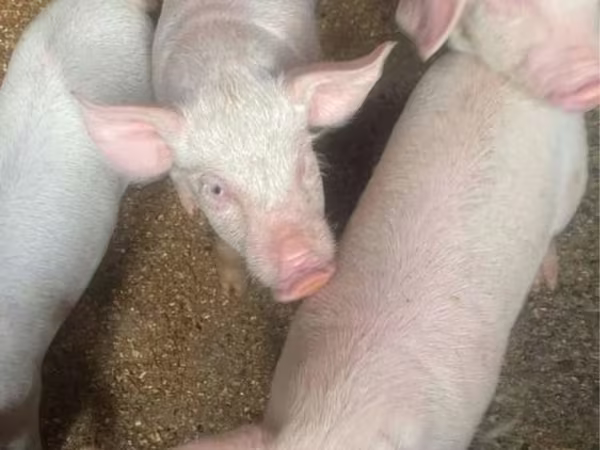 Pigs (batch, sex not specified), Pigs